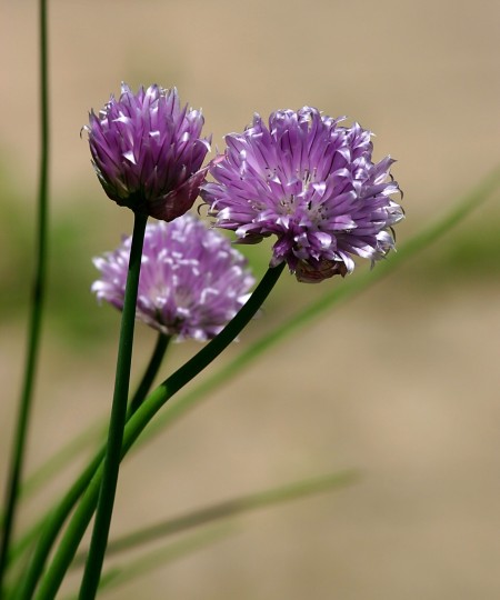 Chives